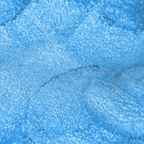 صدفی آبی اقیانوسی - Image 3