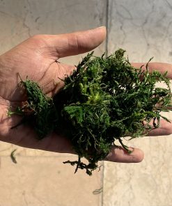 خزه طبیعی تثبیت شده